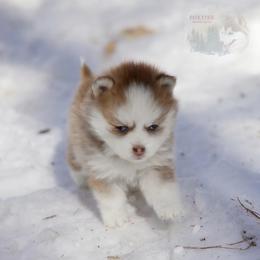 Pomsky Puppies from Foxfire Arctic Spitz