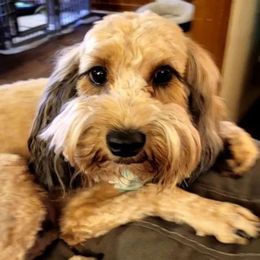 Reinette - Cockapoo