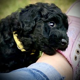 Australian Labradoodle Puppies from Tiny Treasures Australian Labradoodles