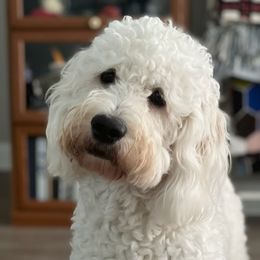 Keely - Goldendoodle