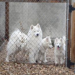 Samoyed Puppies from Queen City Samoyeds