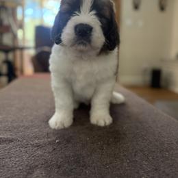 Saint Berdoodle Puppies from Country Manor Saint Berdoodles