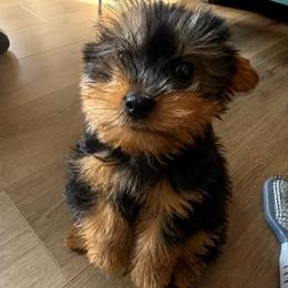 Boy 1 - Black and tan male Yorkshire Terrier puppy in Chino Hills, California from Chino Hills Yorkies