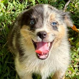 Rune - Blue merle male Miniature Australian Shepherd puppy in Patterson, North Carolina from DreamLine Aussies