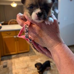 Nancy Wheeler - Sable female Pembroke Welsh Corgi puppy in Olathe, Colorado from Rocking LJ Breeding