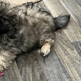 Full AKC - Calvin - Fawn sable male Pekingese puppy in Pennsylvania from Triple I Pekes