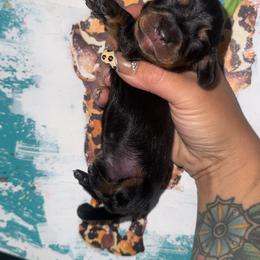 Sage - Black and tan male Dachshund puppy in Flora Vista, New Mexico from Hot Diggity Doxies of NM