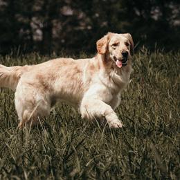 Susie Q - Golden Retriever