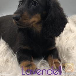 Dachshund Puppies from Lavendell Dachshunds