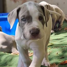 Abigail - Silver female Great Dane puppy in Towaco, New Jersey from MommaDukes Danes