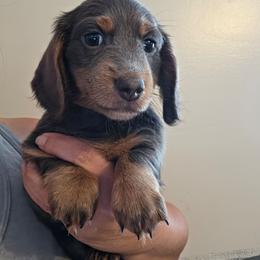 Blue girly - Blue and tan female Dachshund puppy in El Paso, Texas from Mells Weenies