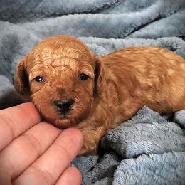 Lena - Red Mini Poodle Raised in Home - Red  female Poodle puppy in Falcon, Missouri from Cedar House Heritage Poodles | AKC Toy & Miniature Poodle Puppies Raised in Home