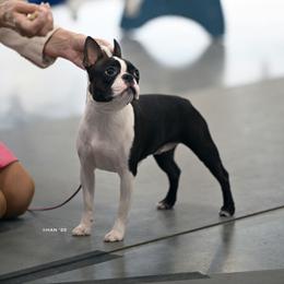 CH Pepper - Boston Terrier