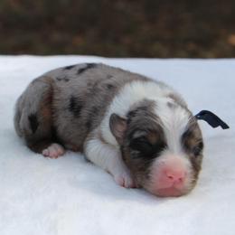 Bourbon - Blue merle male Miniature Australian Shepherd puppy in Bauxite, Arkansas from J & B Mini Aussies