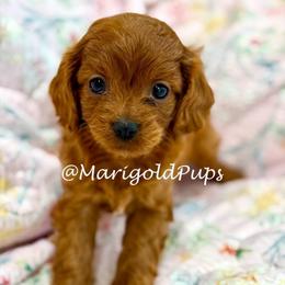 Emma - Red female Cavapoo puppy in Liberty, Missouri from Marigold Pups