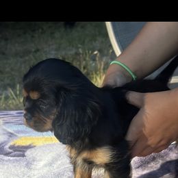 Ms. Precious - Black and tan female Cavalier King Charles Spaniel puppy in Beaverton, Oregon from Feray Valoir cavaliers