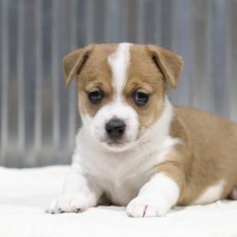 Sage - White and sable female Teddy Roosevelt Terrier puppy in Newark, Illinois from Big Grove Farms