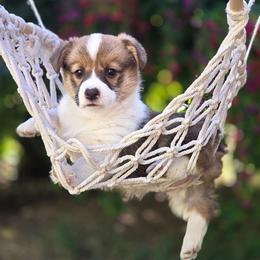 Girl 1 - Red female Pembroke Welsh Corgi puppy in Gig Harbor, Washington from Pacific Northwest Pembroke Welsh Corgis