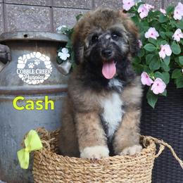 Cash - Sable male Bernedoodle puppy in Heyworth, Illinois from Cobble Creek Puppies