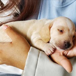Grayson - Piebald male Dachshund puppy in New Brighton, Minnesota from Doxie Lakes