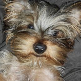 Yorkshire Terriers from Yorkies of the Shire