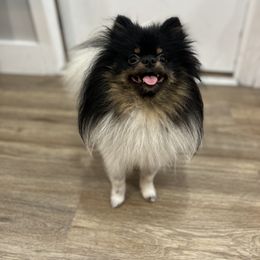 Pomeranian Puppies from Luxury Poms