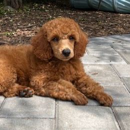 Sheeran - Red  Poodle puppy in Fort Salonga, New York from Blues Performance Poodles