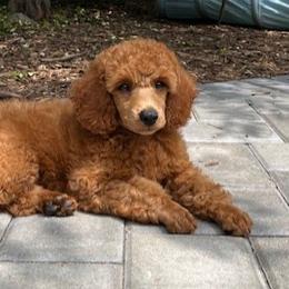 Sheeran - Red  Poodle puppy in Fort Salonga, New York from Blues Performance Poodles