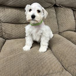 Nova - White female Miniature Schnauzer puppy in Plaucheville, Louisiana from Honey Doux Southern Paws