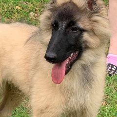 Belgian Sheepdog and Belgian Tervuren Puppies from Darboshea Tervuren