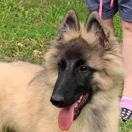 Belgian Sheepdog and Belgian Tervuren Puppies from Darboshea Tervuren