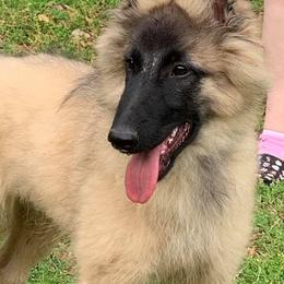Belgian Sheepdog and Belgian Tervuren Puppies from Darboshea Tervuren
