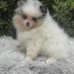 Kris Kristofferson - Black and tan parti male Pomeranian puppy in Sandia, Texas from Broken Arrow Poms
