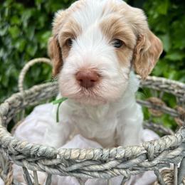Snoopy - Cream male Australian Labradoodle puppy in Atascadero, California from Classic Poodles and Doodles