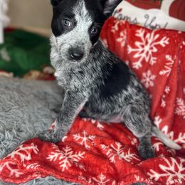 Girl 4 - Blue Australian Cattle Dog puppy in Texas from Rising J Cattle Dogs