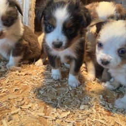 Dancer - Black tri female Toy Australian Shepherd puppy in Menan, Idaho from Teton Toy Aussies