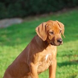 Rhodesian Ridgebacks from Rimrock Rhodesian Ridgebacks