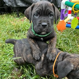 Joan - Cane Corso puppy from Reverence Cane Corso