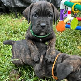 Joan - Cane Corso puppy from Reverence Cane Corso