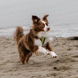 Australian Shepherd, Miniature American Shepherd, and Miniature Australian Shepherd All Grown Up from Spirited Aussies