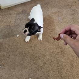 French Bulldog Puppies from frenchies f