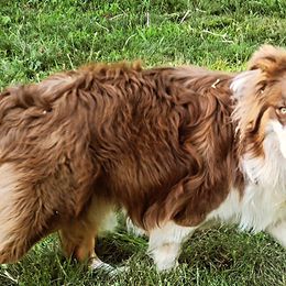 Australian Shepherds, Miniature American Shepherds, and Miniature Australian Shepherds from Copper Sky Aussies & Mini American Shepherds