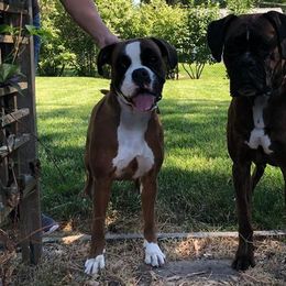 Boxers from Boxnen Boxers