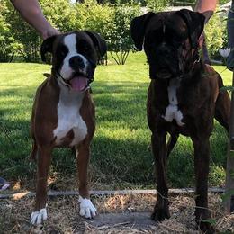 Boxers from Boxnen Boxers