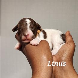 Linus - Parti male Poodle puppy in Dover, Delaware from Dogtastic Poodles