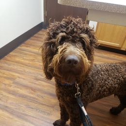 Mario - Goldendoodle