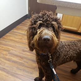 Mario - Goldendoodle