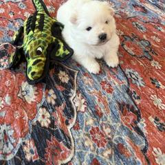 Moe - White female American Eskimo Dog puppy in Redlands, California from Arctic Storm Kennels