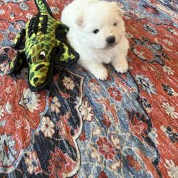Moe - White female American Eskimo Dog puppy in Redlands, California from Arctic Storm Kennels