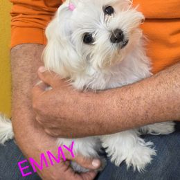 Emerald AKC - White female Maltese puppy in Wittmann, Arizona from Marlees Puppies 1